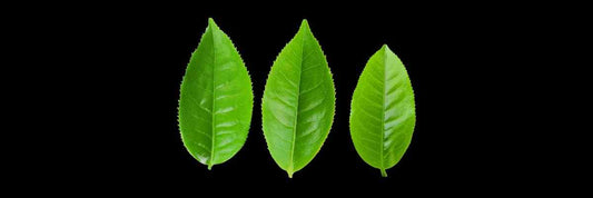 Guía Para El Cultivo De Hojas De Té
