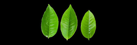 Guía Para El Cultivo De Hojas De Té