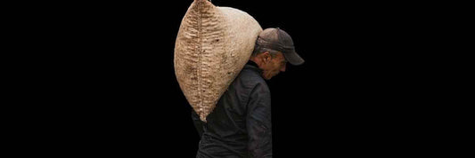 cosecha de té