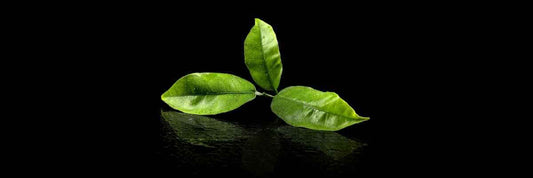 ¿Qué hace que un té verde sea un té verde?