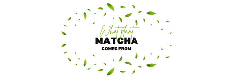¿De qué planta proviene el matcha?