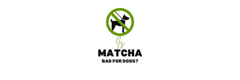 ¿el matcha es malo para los perros?