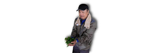 té verde sakamoto
