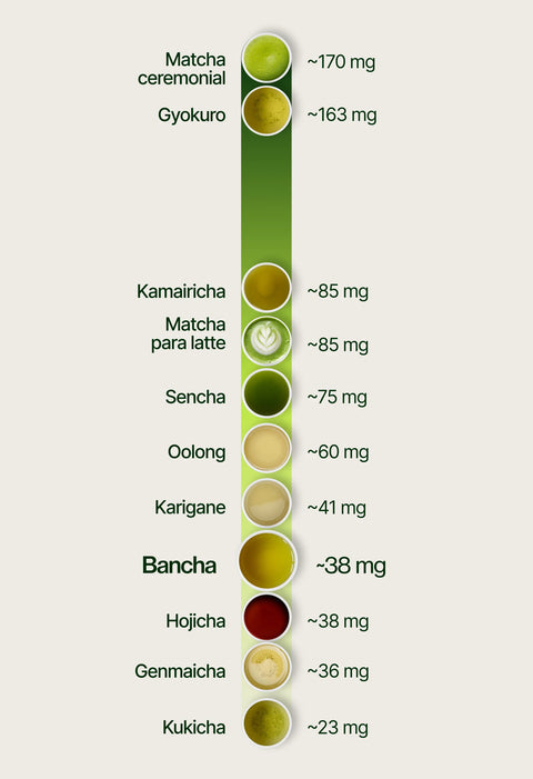 6ad63d9a30301_caffeine_chart_bancha_es.webp