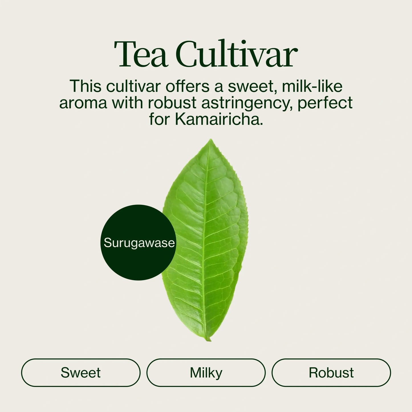 Chanoka Kamairicha Té Verde De Hojas Sueltas