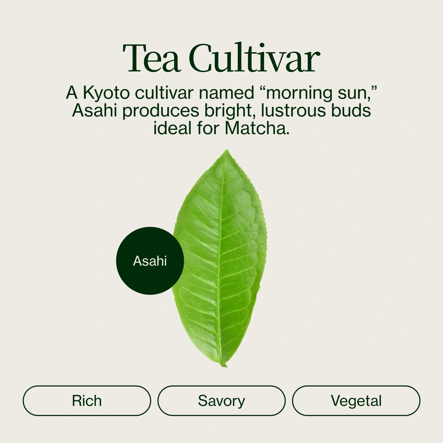 Té Uji Chanoka Plata