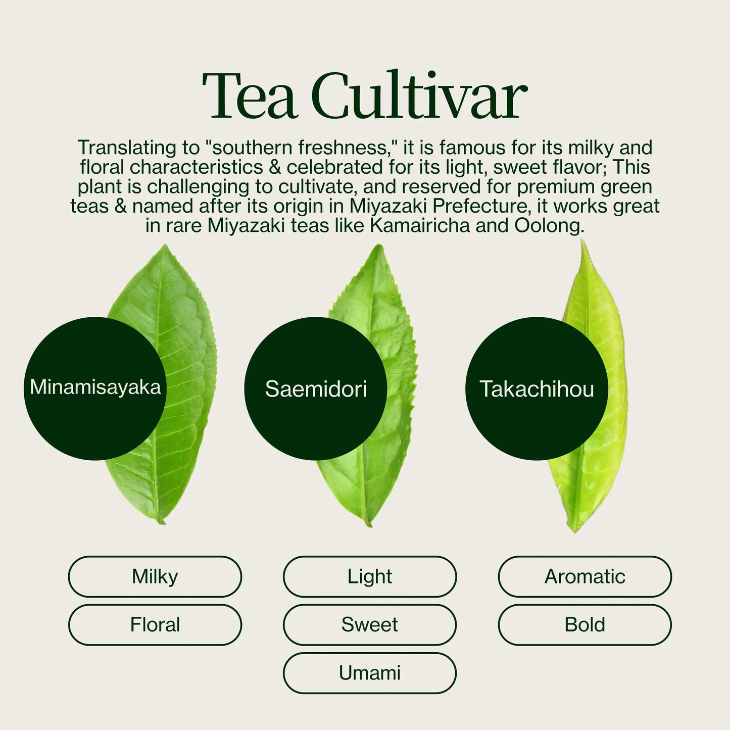 Té Oolong De Alta Montaña Miyazaki