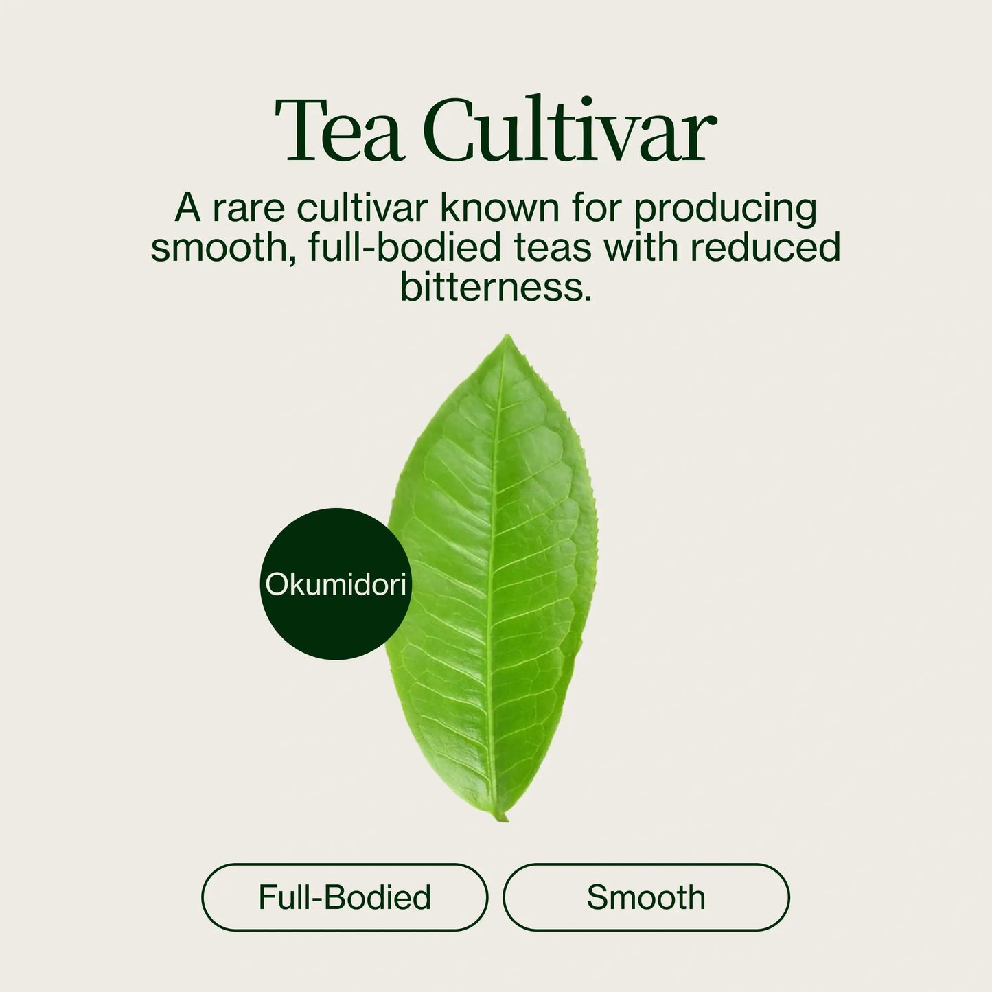 Té Matcha Ceremonial Washimine