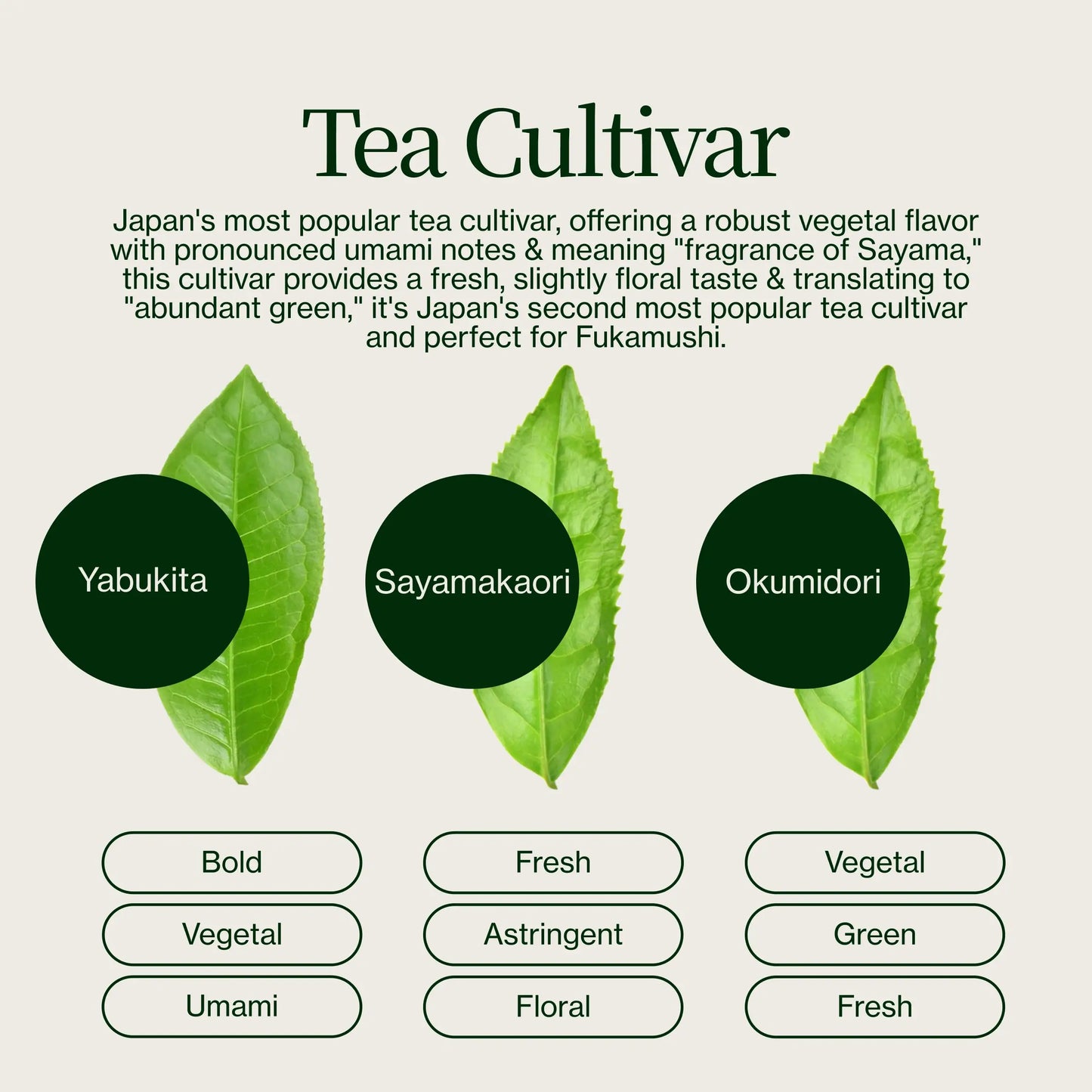 Té Verde Masudaen Makinohara