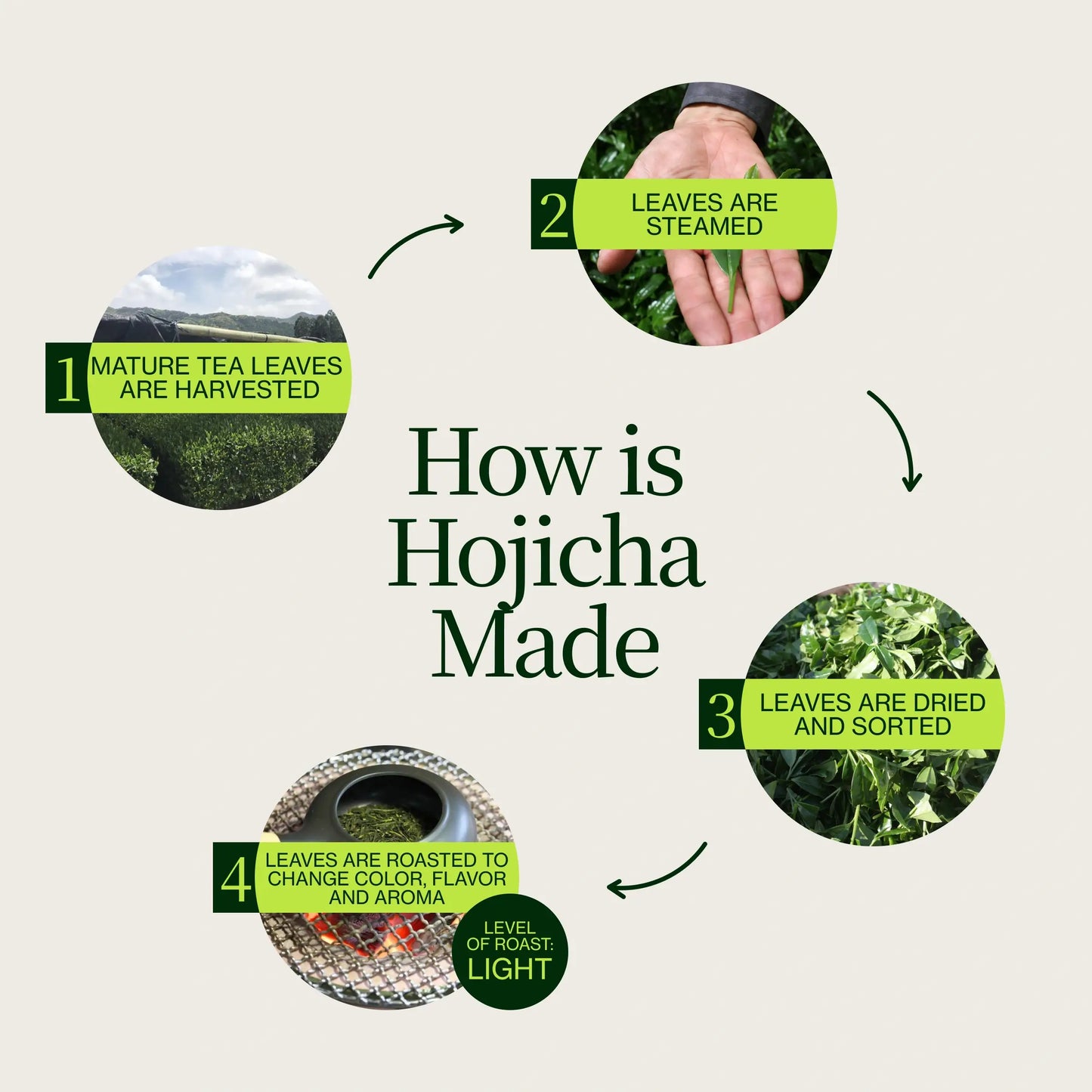 Hojicha Polvo