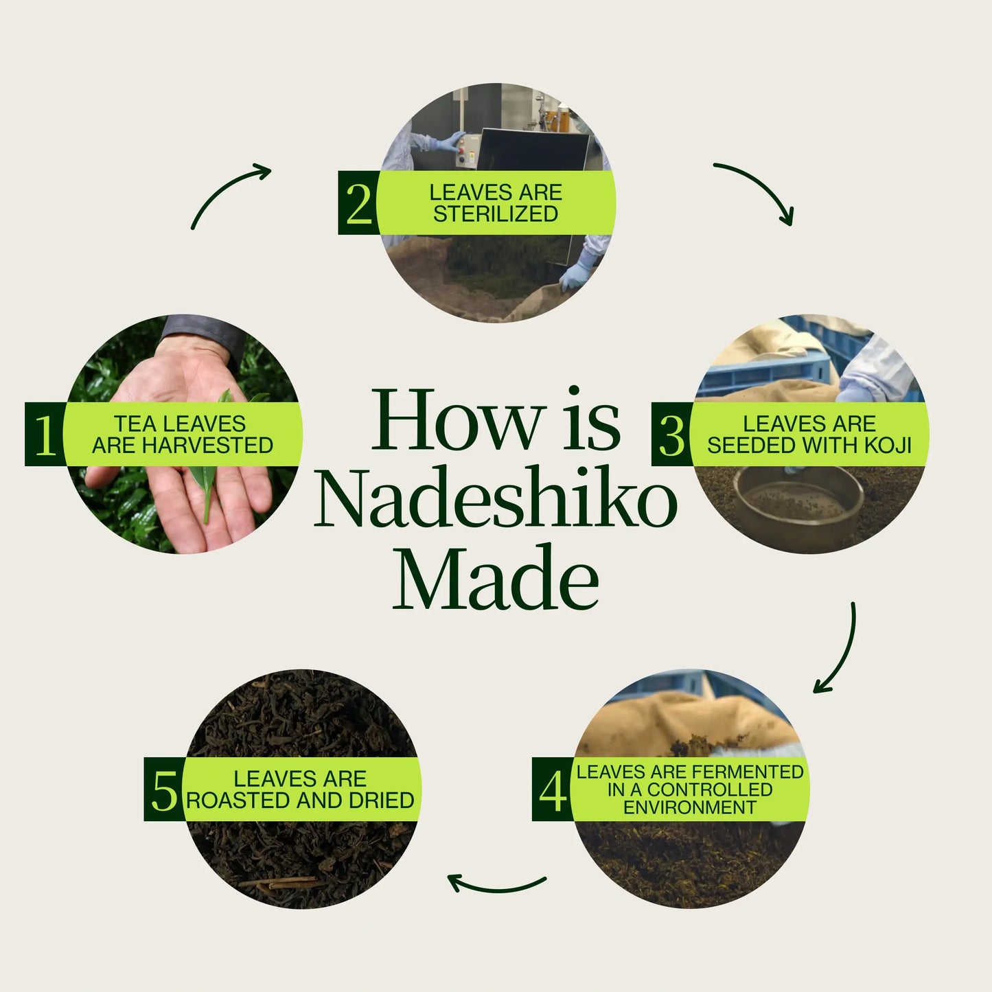 Té Japonés Fermentado De Rosa Nadeshiko