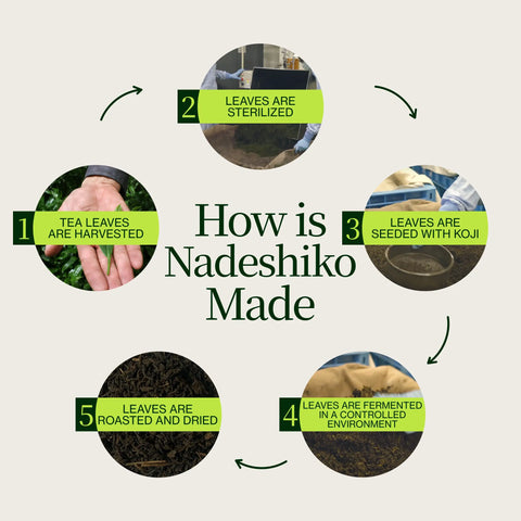 Té fermentado japonés Nadeshiko Rose