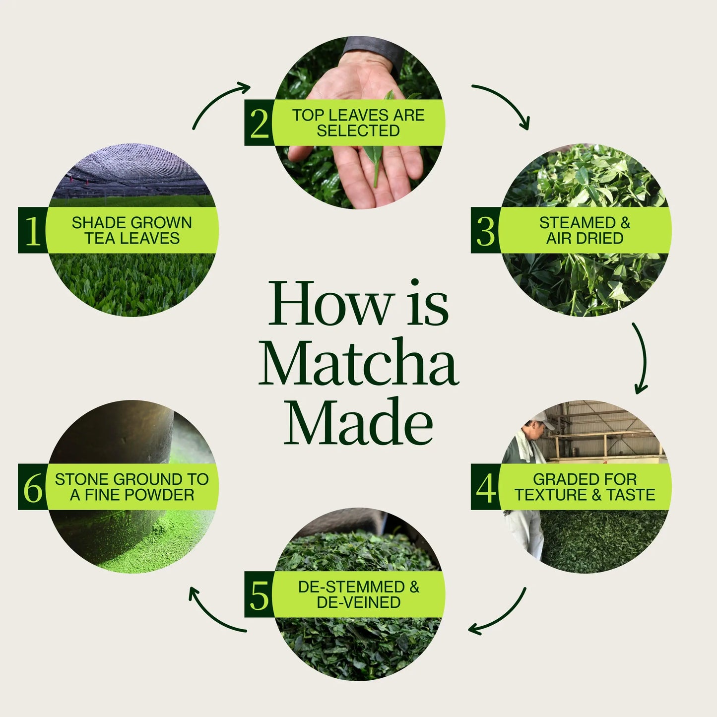 Polvo De Matcha Latte Premium