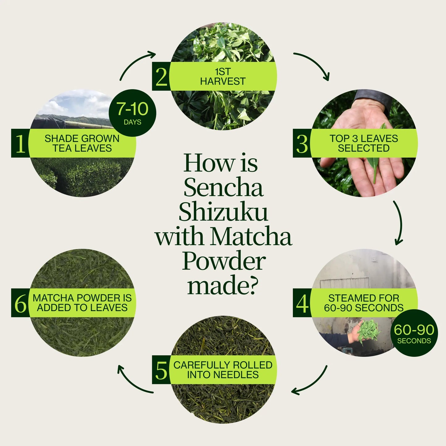 Sencha Shizuku con Matcha en polvo