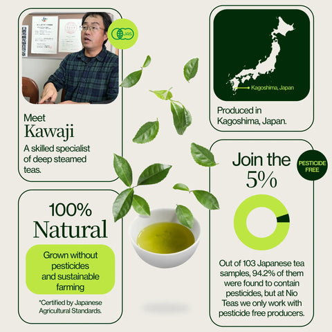 Sencha Dorada Yabukita Kasugaen