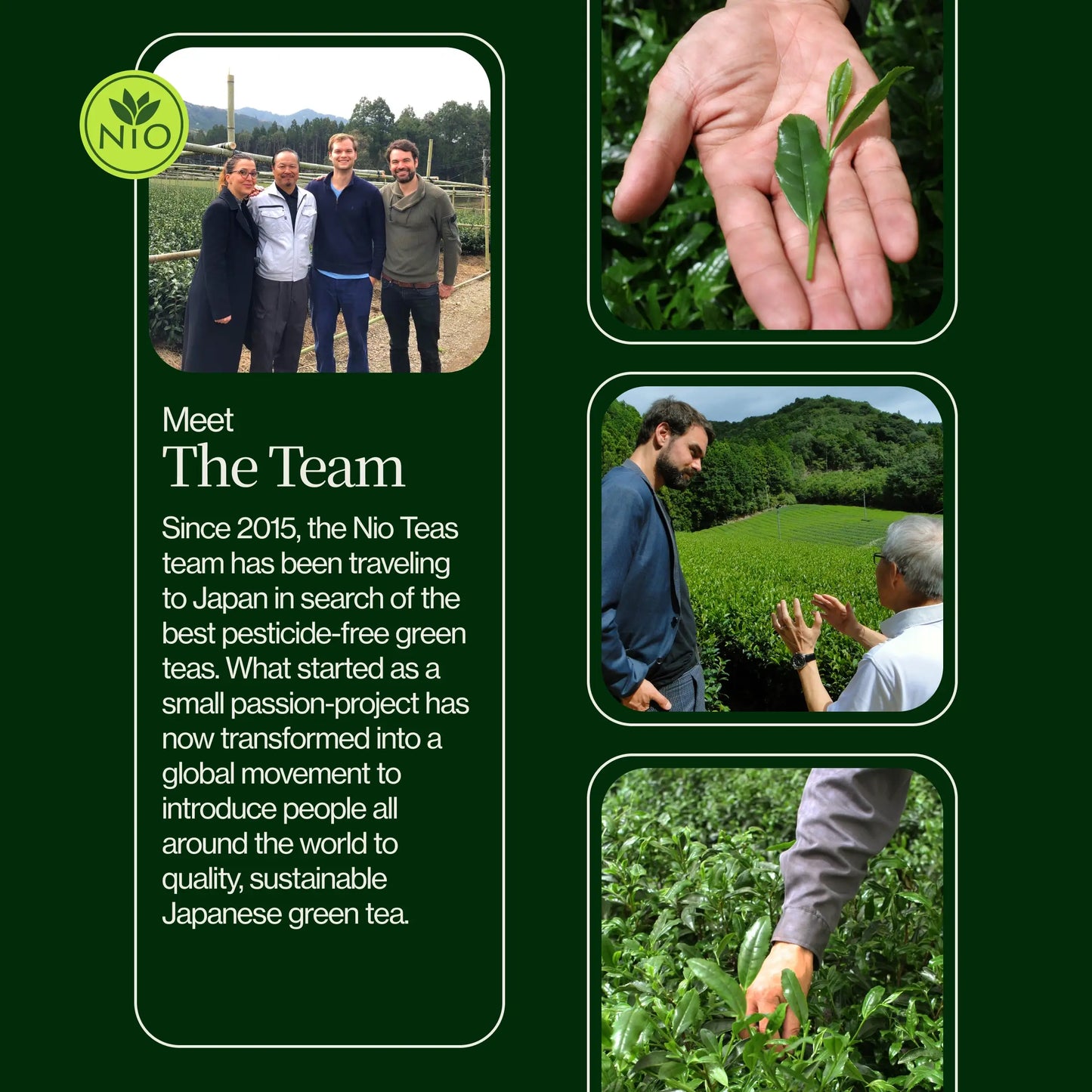 Polvo De Matcha Latte Premium