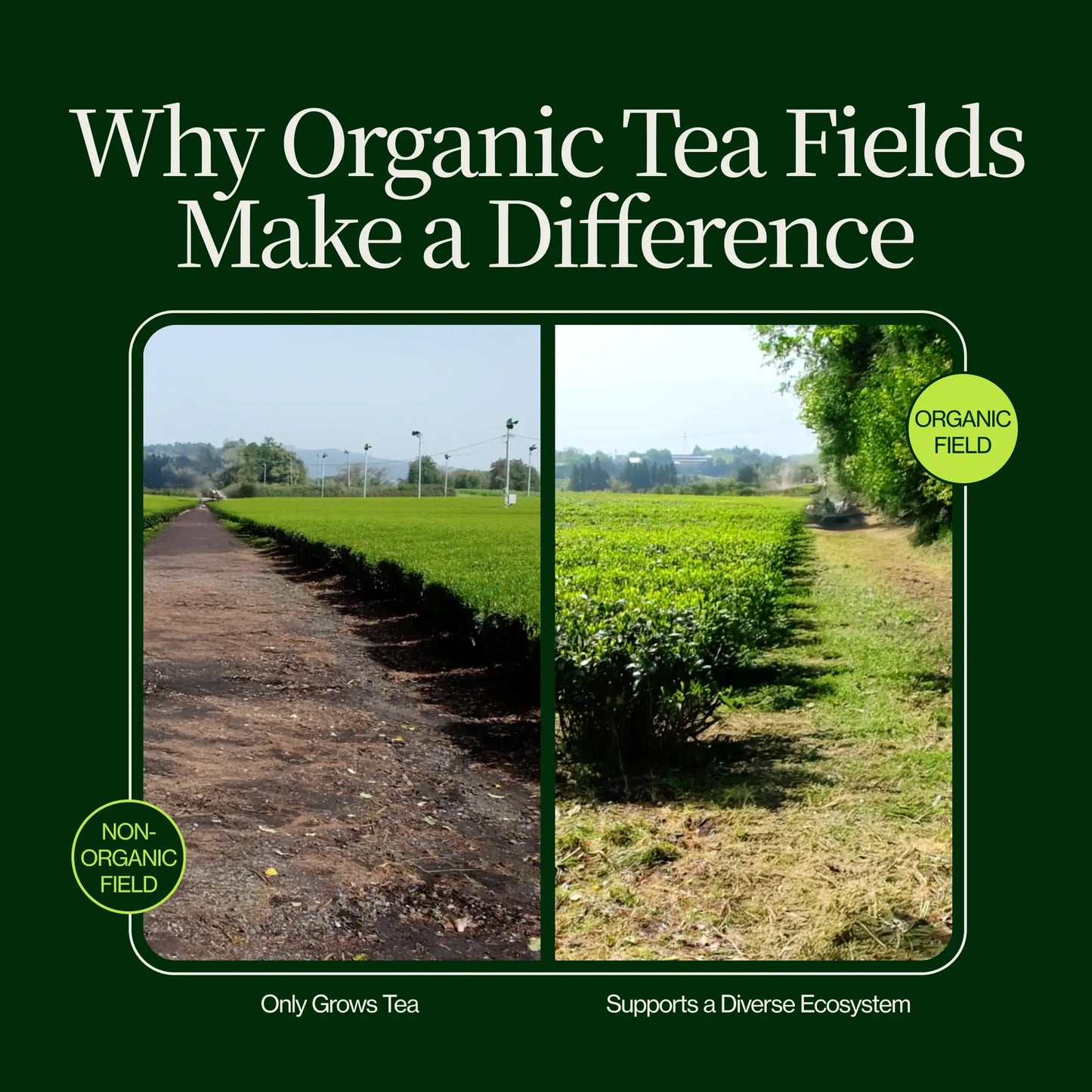 Polvo De Matcha Latte Premium