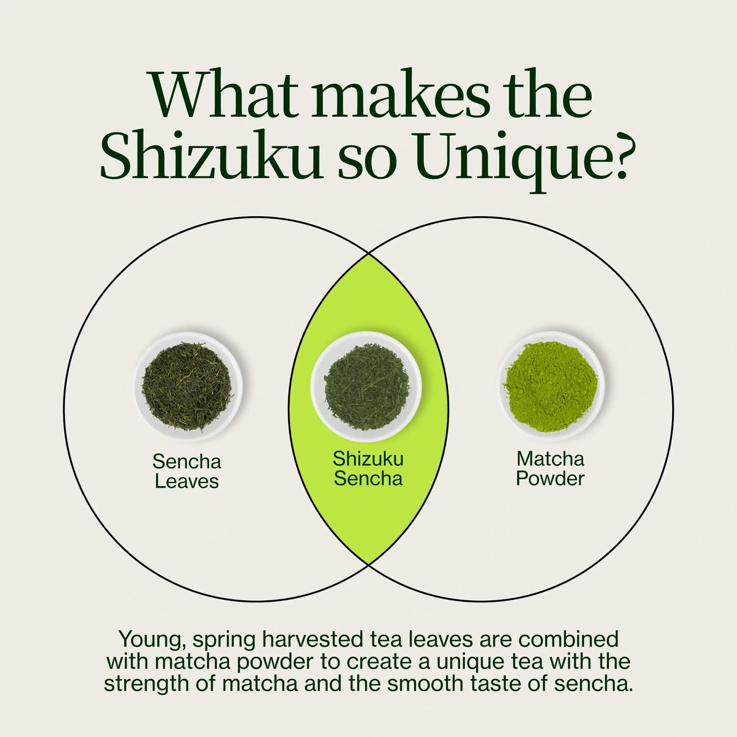 Sencha Shizuku con Matcha en polvo