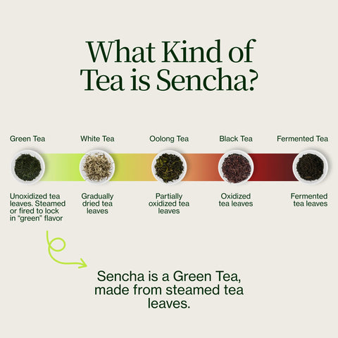Sencha Dorada Yabukita Kasugaen