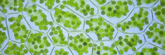 Chlorophyll in Matcha