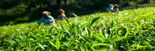 Gyokuro Plant