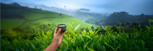 single cultivar matcha tea field in Japan with freshly prepared matcha