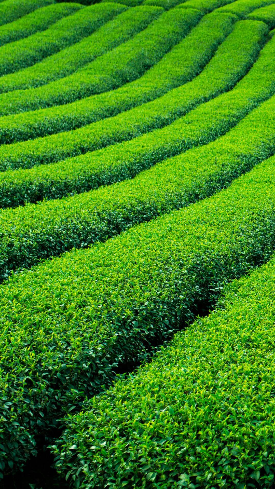 Fujisako farm in japan