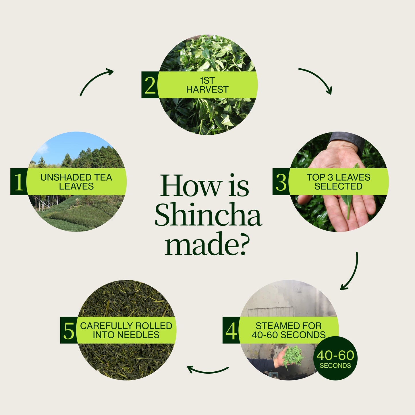 Shincha Shizuku Chiran 2026 con Polvo de matcha