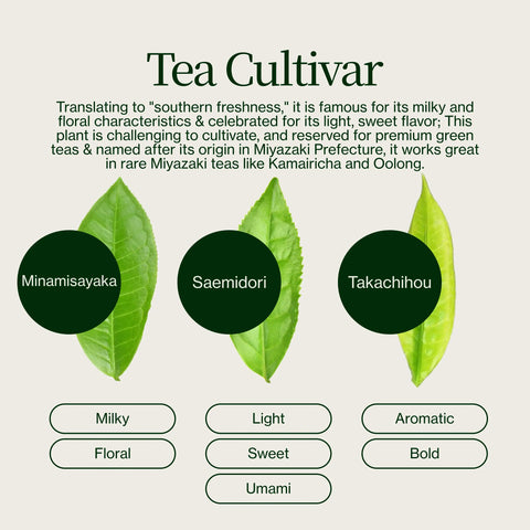 Té Oolong de Alta Montaña Miyazaki