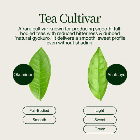 Té verde Matcha Chiran Matcha premium