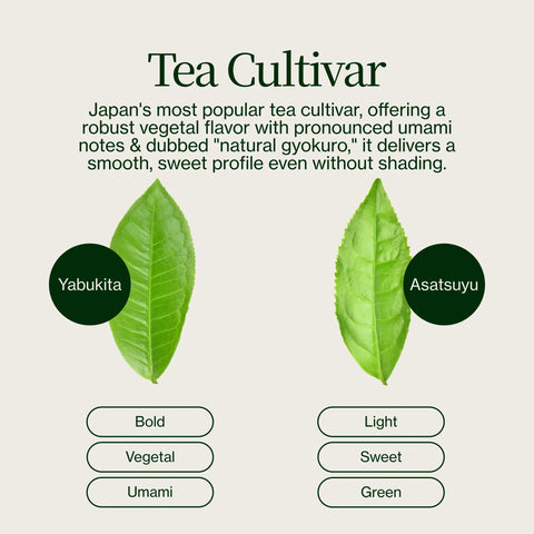 Sencha Shizuku con Polvo de matcha