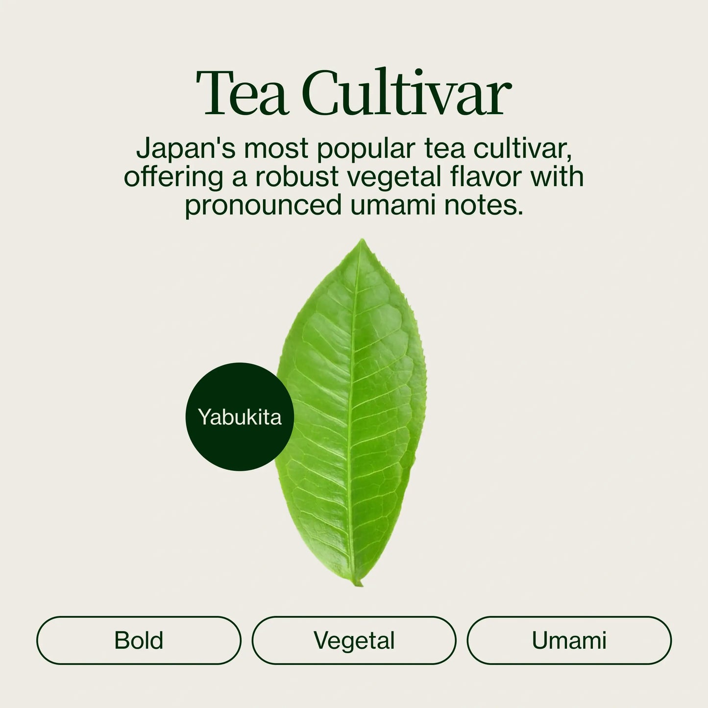 Osada Japanese Kukicha Tea