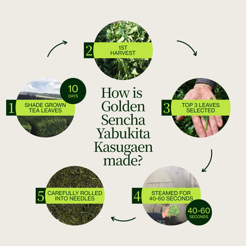 Sencha Dorada Yabukita Kasugaen