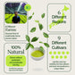 Calendario de Adviento de Matcha 2025