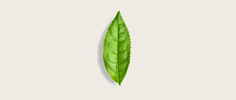 A single fresh green leaf with visible veins, centered on a plain light beige background.